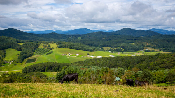 North Carolina Farm Bureau landscape